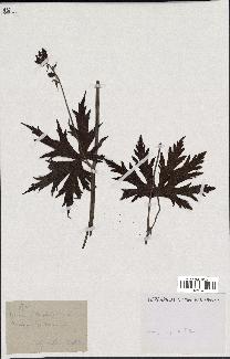spécimen de Aconitum lycoctonum