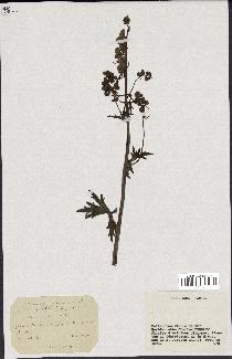 spécimen de Aconitum lycoctonum