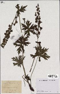 spécimen de Aconitum lycoctonum