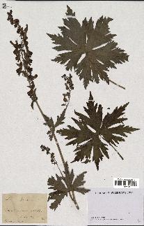 spécimen de Aconitum lycoctonum