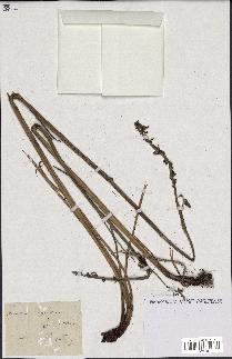 spécimen de Aconitum lycoctonum