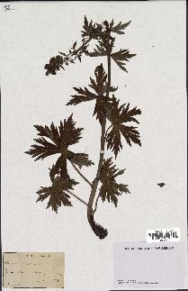 spécimen de Aconitum lycoctonum