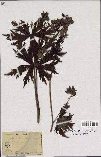 spécimen de Aconitum lycoctonum