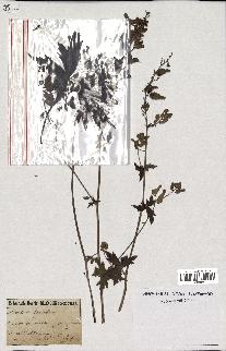 spécimen de Aconitum lycoctonum