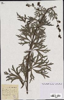 spécimen de Aconitum napellus
