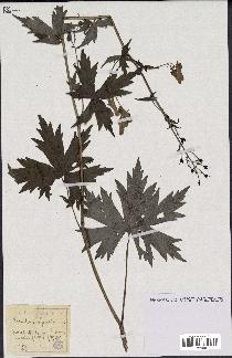 spécimen de Aconitum lycoctonum