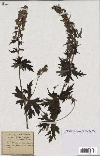 spécimen de Aconitum lycoctonum