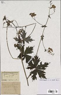 spécimen de Aconitum lycoctonum