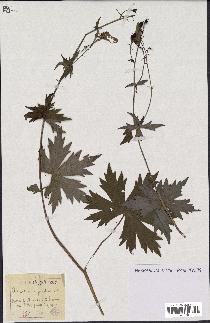 spécimen de Aconitum lycoctonum