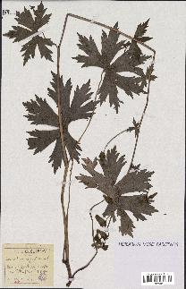 spécimen de Aconitum lycoctonum
