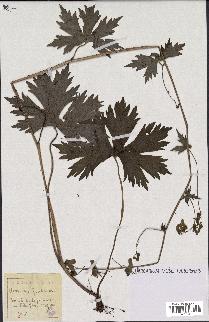 spécimen de Aconitum lycoctonum