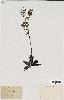 spécimen de Aconitum lycoctonum