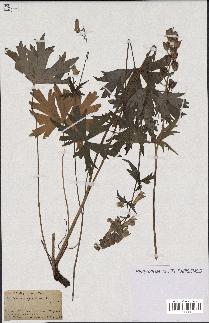 spécimen de Aconitum lycoctonum