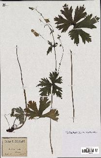 spécimen de Aconitum lycoctonum