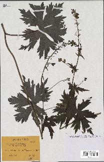 spécimen de Aconitum lycoctonum