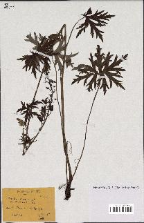 spécimen de Aconitum lycoctonum