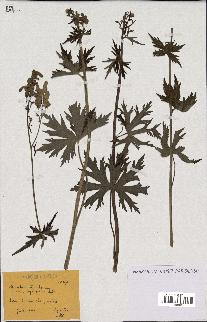 spécimen de Aconitum lycoctonum