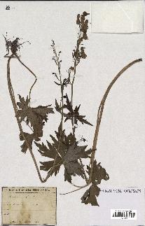 spécimen de Aconitum lycoctonum