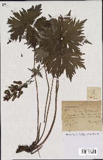 spécimen de Aconitum lycoctonum
