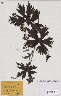 spécimen de Aconitum lycoctonum