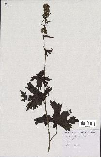 spécimen de Aconitum lycoctonum