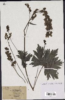 spécimen de Aconitum lycoctonum