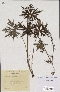 spécimen de Aconitum lycoctonum