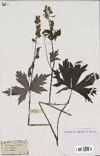 spécimen de Aconitum lycoctonum