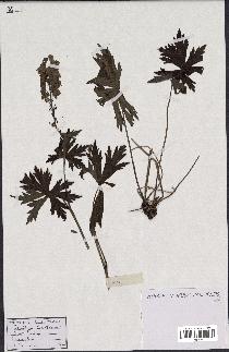 spécimen de Aconitum lycoctonum