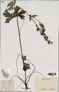 spécimen de Aconitum lycoctonum