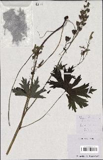 spécimen de Aconitum lycoctonum
