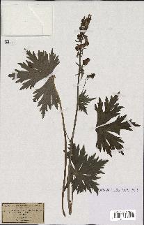 spécimen de Aconitum lycoctonum