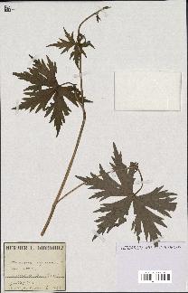 spécimen de Aconitum lycoctonum