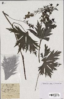 spécimen de Aconitum lycoctonum