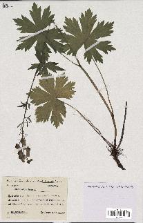 spécimen de Aconitum lycoctonum