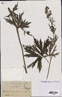 spécimen de Aconitum lycoctonum
