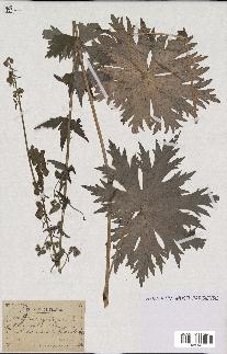 spécimen de Aconitum lycoctonum