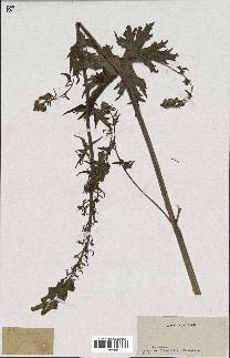 spécimen de Aconitum lycoctonum