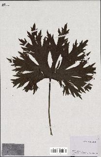 spécimen de Aconitum lycoctonum