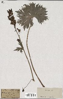 spécimen de Aconitum lycoctonum