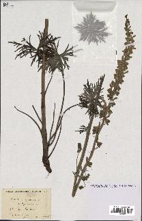 spécimen de Aconitum lycoctonum
