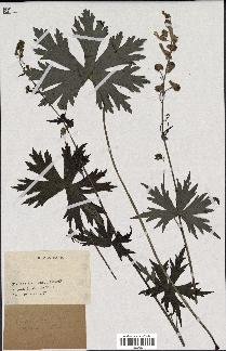 spécimen de Aconitum lycoctonum