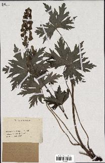 spécimen de Aconitum lycoctonum