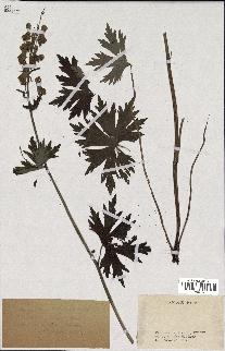 spécimen de Aconitum lycoctonum