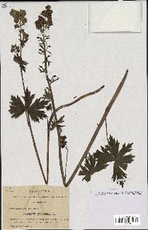 spécimen de Aconitum lycoctonum