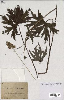 spécimen de Aconitum lycoctonum