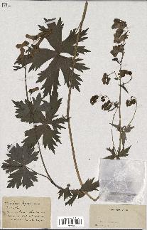 spécimen de Aconitum lycoctonum