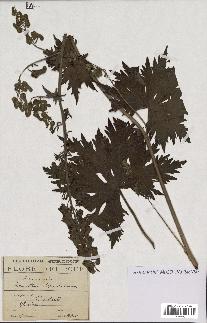 spécimen de Aconitum lycoctonum