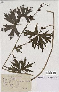 spécimen de Aconitum lycoctonum