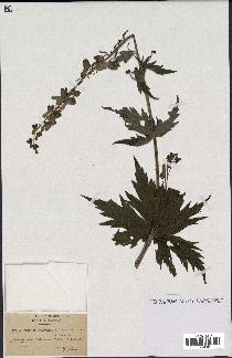 spécimen de Aconitum lycoctonum